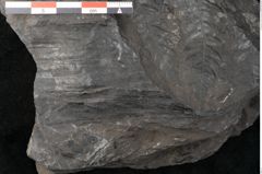 Foto (Detailansicht) von Asplenium hochstetteri Unger (NHMW-GEO-2024-0188-10299)